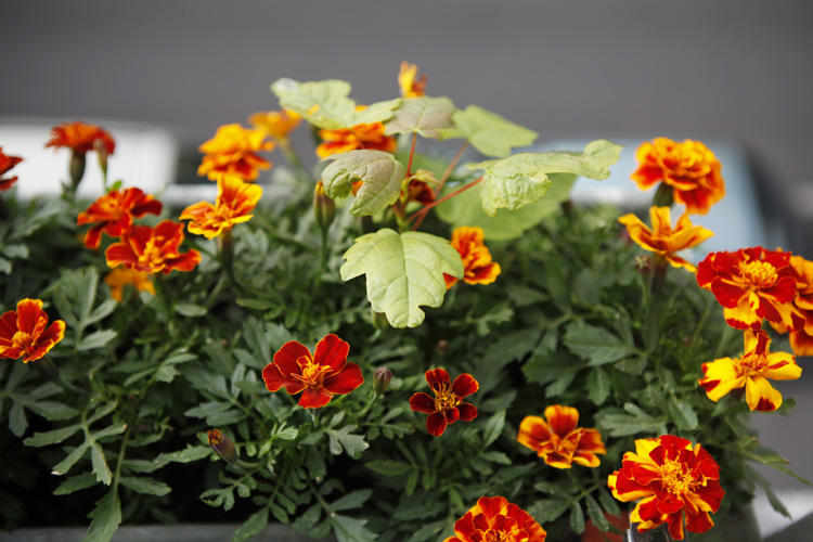 2011-06-09 dodu - oeuillets d'inde