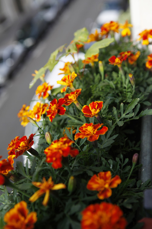 2011-06-09 dodu - oeuillets d'inde