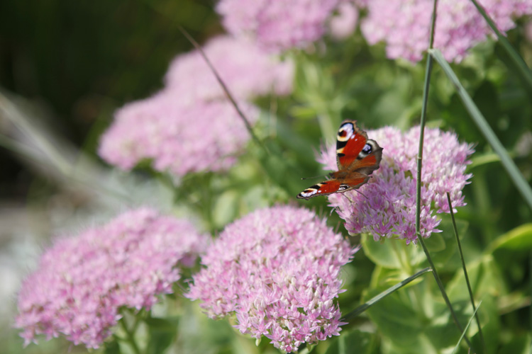 2011-09-10 prouais papillon