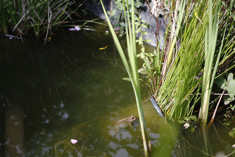 2011-09-10 prouais grenouille