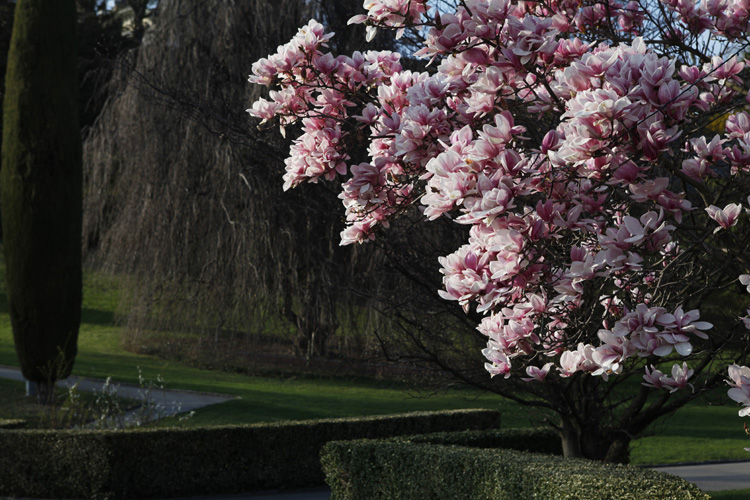 2012-03-29 nyon - magnolia