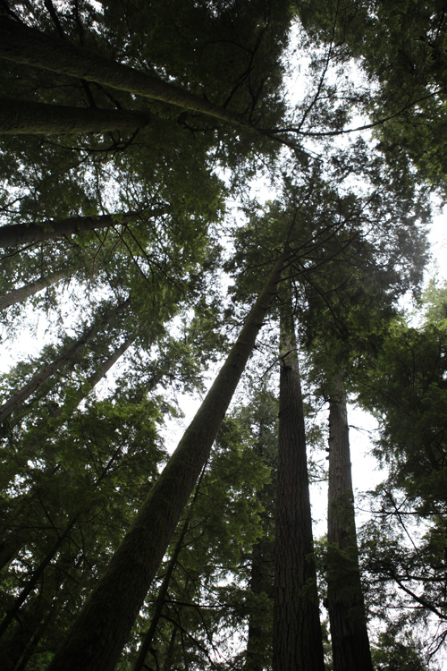 2012-07-22 vancouver island - cathedral grove