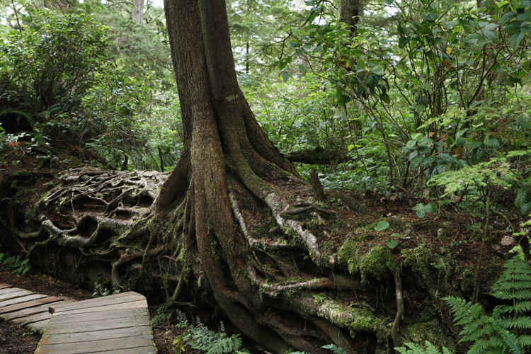 2012-07-23 vancouver island - pacific rim