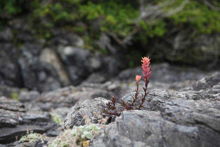 2012-07-23 vancouver island - pacific rim