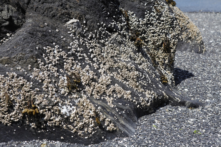 2012-07-24 vancouver island - ucluelet