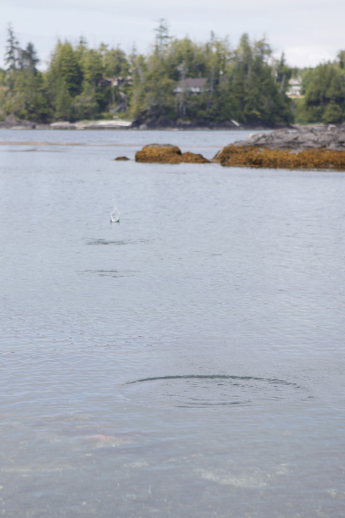 2012-07-24 vancouver island - ucluelet