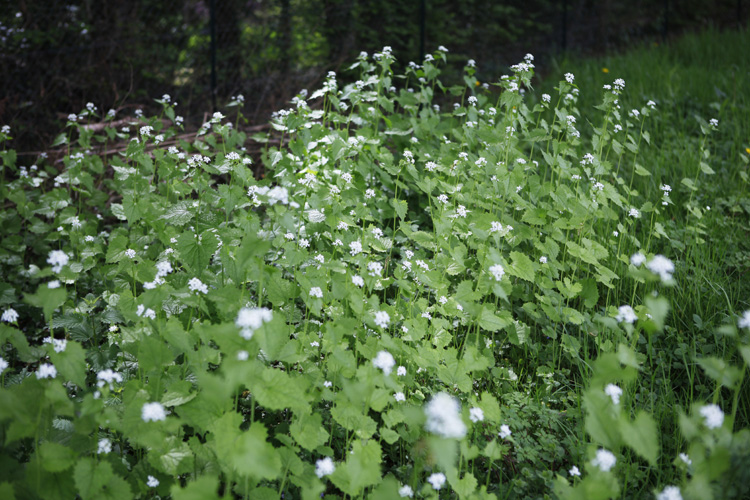 2013-05-04 marcilly - jardin