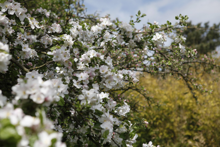 2013-05-04 marcilly - pommier