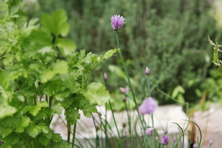 2013-05-17 marcilly - ciboulette