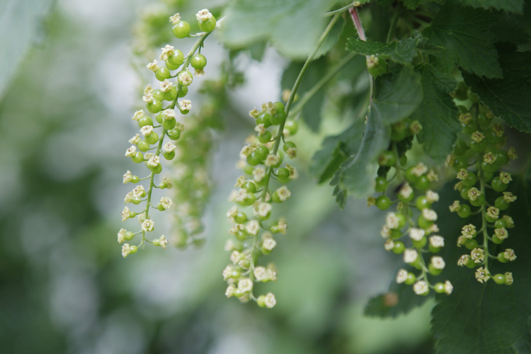 2013-05-17 marcilly - groseiller