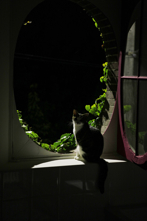 2013-07-19 marcilly - simba