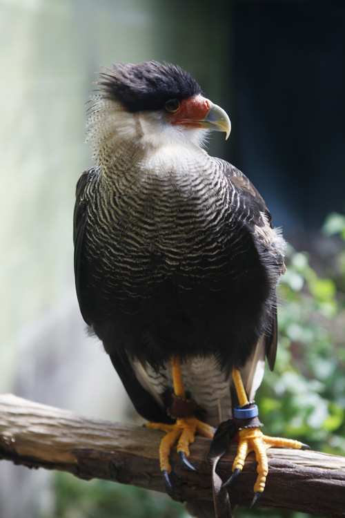 2013-08-16 - balines