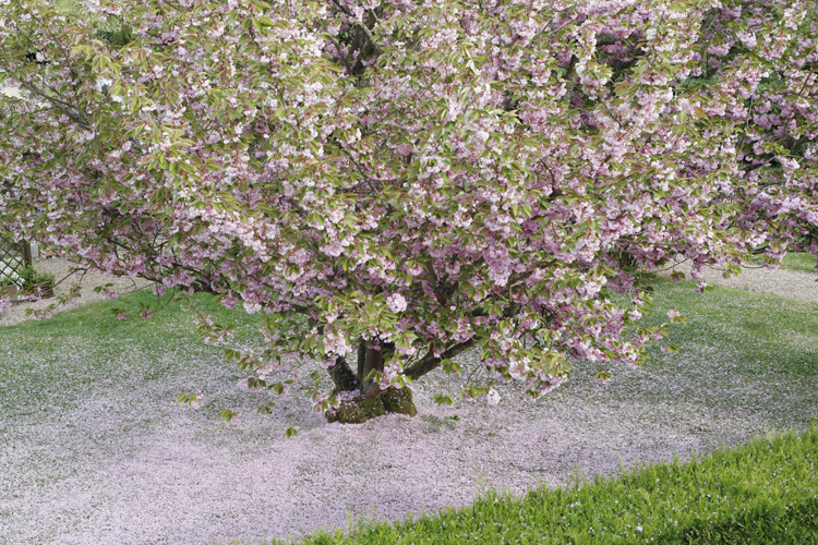 2014-04-20 marcilly - prunus