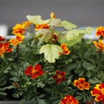 2011-06-09 dodu - oeuillets d'inde