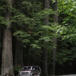 2012-07-22 vancouver island - cathedral grove