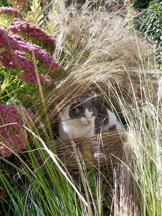 2024-09-15 jardin - mimi