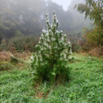 2024-10-11 jardin - pin napoleon